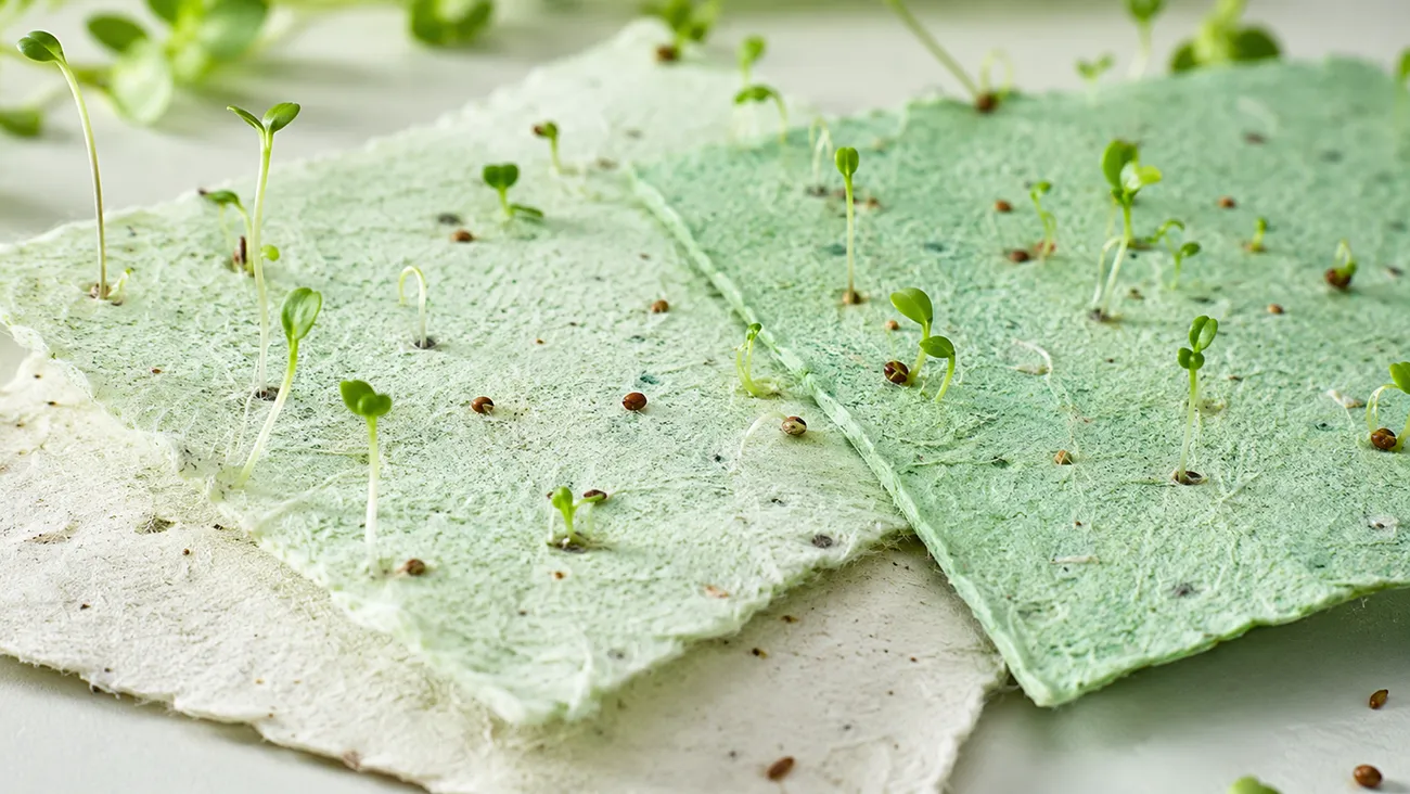Seed Paper